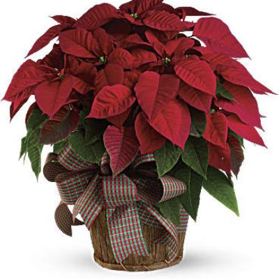 Nothing says Christmas like a red poinsettia! A popular Christmas decoration, send this red poinsettia plant as a holiday gift - or keep it for yourself! Start a Christmas tradition this year!

The classic Christmas plant is presented in a natural basket decorated with plaid taffeta ribbon.